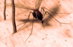 A biting mosquito - picture from medicalimages.com